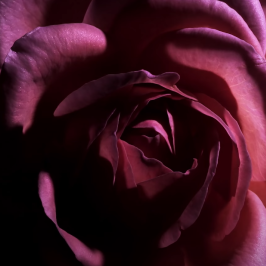 Tom Ford | Private Blend | Rose Prick